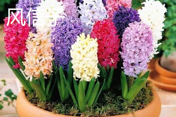耐寒好养的花卉，推荐花信子、菊花等