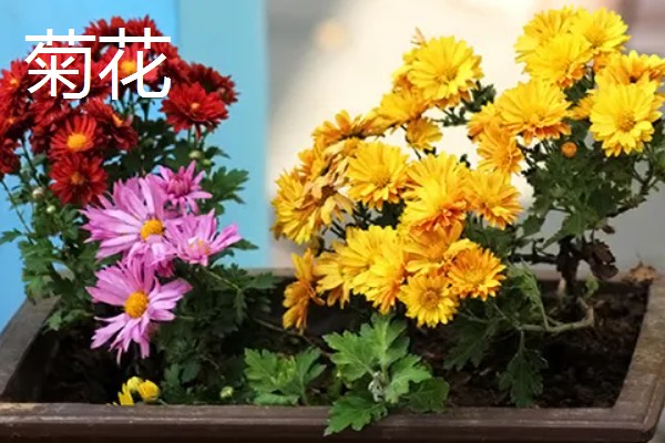 耐寒好养的花卉，推荐花信子、菊花等