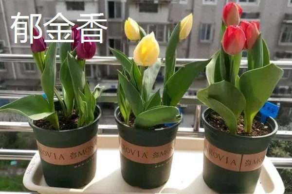 耐寒好养的花卉，推荐花信子、菊花等