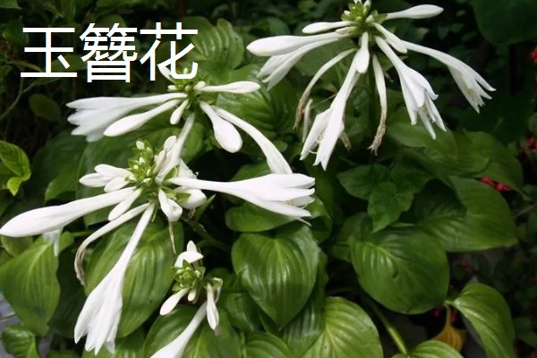 耐寒好养的花卉，推荐花信子、菊花等
