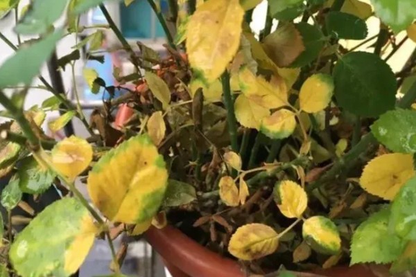 耐寒好养的花卉，推荐花信子、菊花等