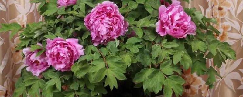 牡丹花夏天会开花吗，夏季一般不开花