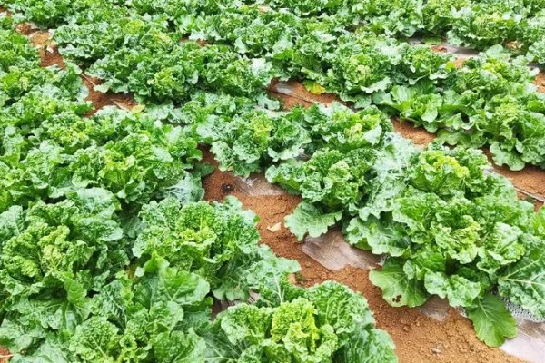 种麻叶菜用什么土，需要肥沃深厚的土壤