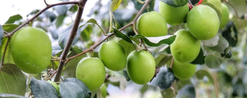 常见的青枣品种介绍，有高朗1号、蜜丝枣等