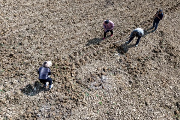 种麻叶菜用什么土，需要肥沃深厚的土壤