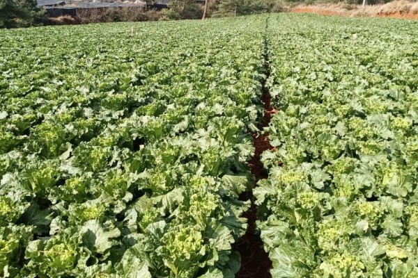 种麻叶菜用什么土，需要肥沃深厚的土壤
