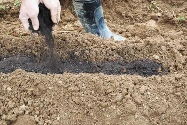 种麻叶菜用什么土，需要肥沃深厚的土壤