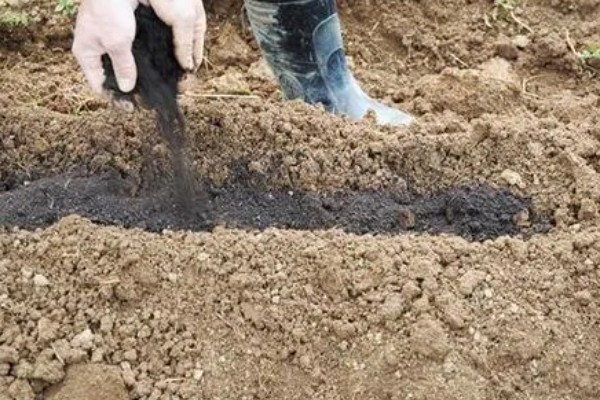 红美人的露天栽培技术，对养分的需求较大