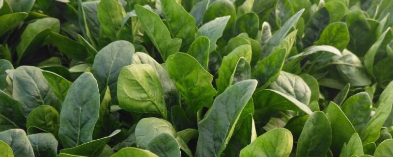 冬季大棚菠菜如何施肥，播种前施用优质有机肥