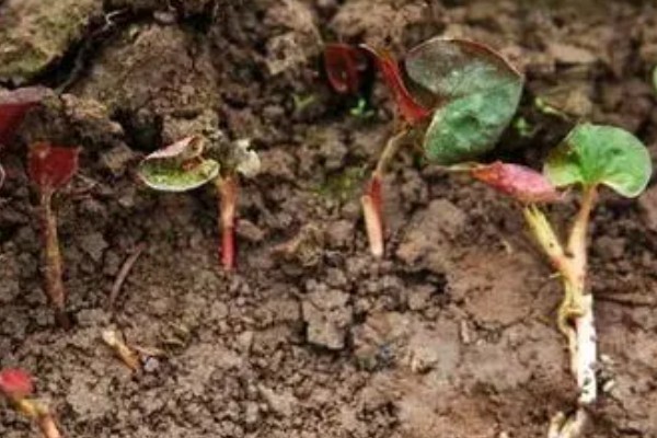 鱼腥草怎样盖才能出嫩芽，方式是覆盖秸秆