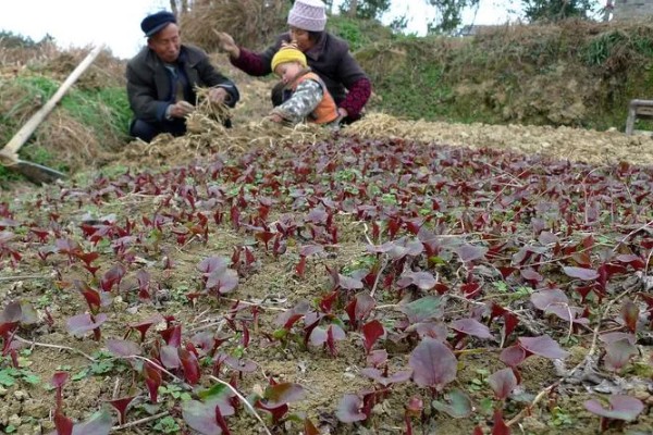 鱼腥草怎样盖才能出嫩芽，方式是覆盖秸秆