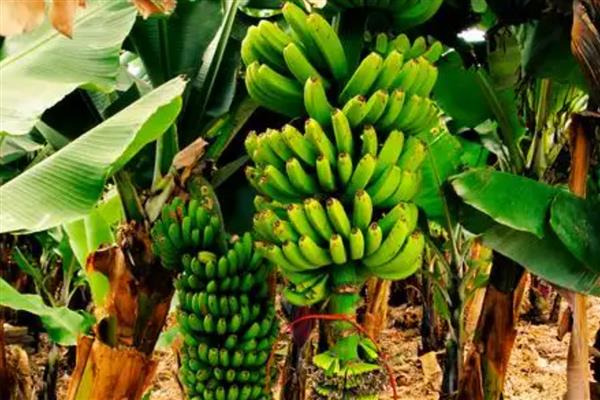 香蕉树一年结几次果，一年只能结一次