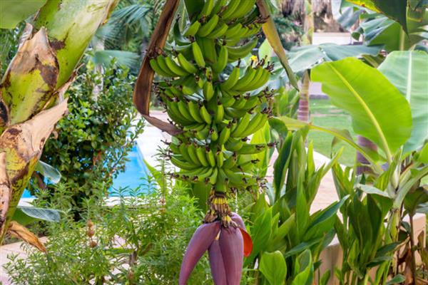 香蕉树一年结几次果，一年只能结一次