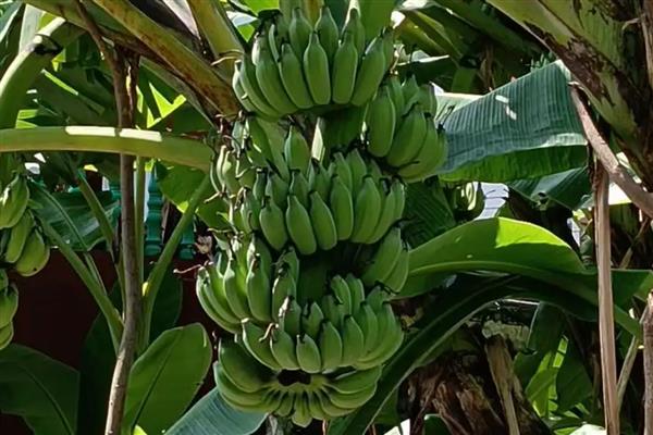 香蕉树一年结几次果，一年只能结一次
