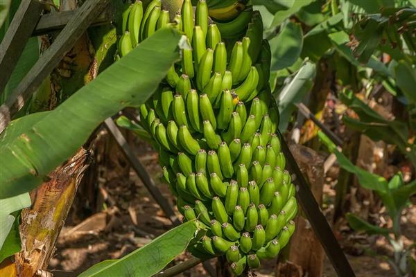 香蕉树一年结几次果，一年只能结一次
