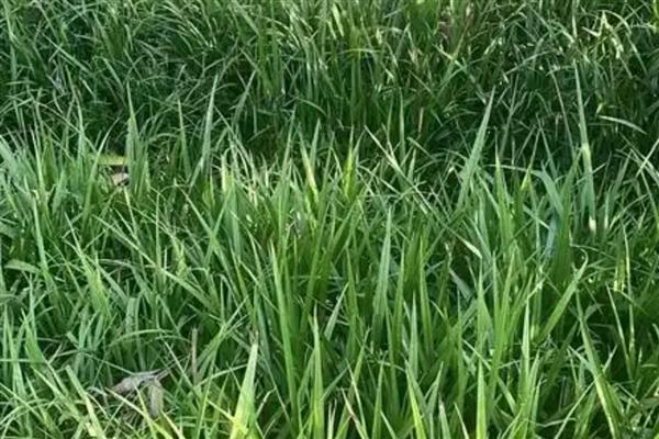 吉祥草的花语，寓意喜庆临门、高洁典雅等