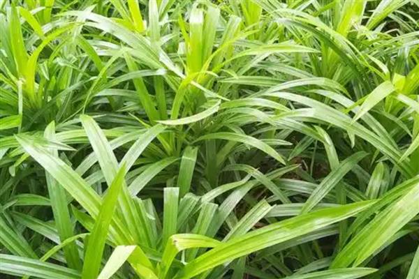 吉祥草的花语，寓意喜庆临门、高洁典雅等