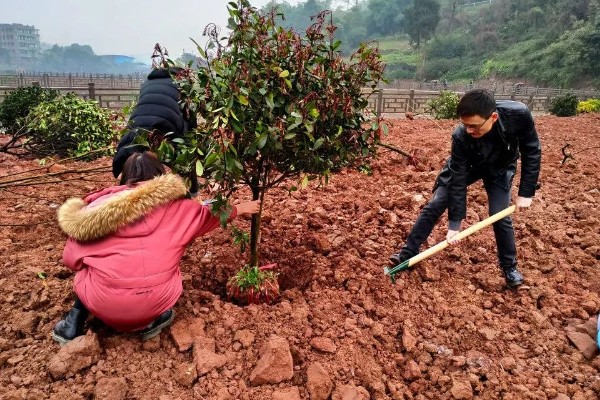 七八月份栽树能成活吗，是可以成活的
