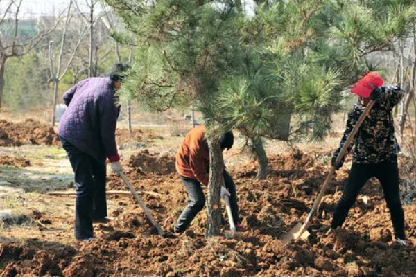 七八月份栽树能成活吗，是可以成活的