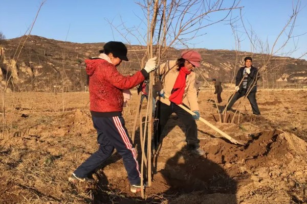 七八月份栽树能成活吗，是可以成活的