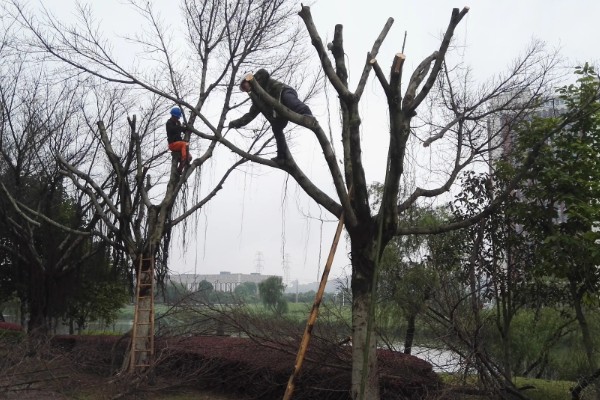 七八月份栽树能成活吗，是可以成活的