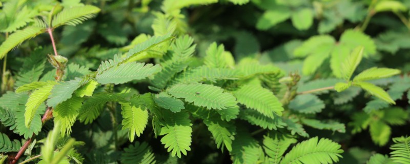 含羞草的生长习性，喜欢生长在湿润潮湿环境中