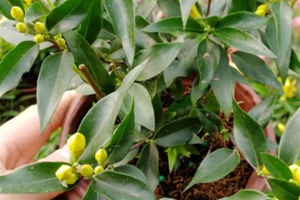 怎么养法国香水藤茉莉，可以放在全日照的环境中