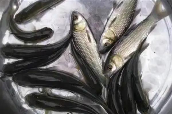 青鱼的寿命，大概在10-20年左右