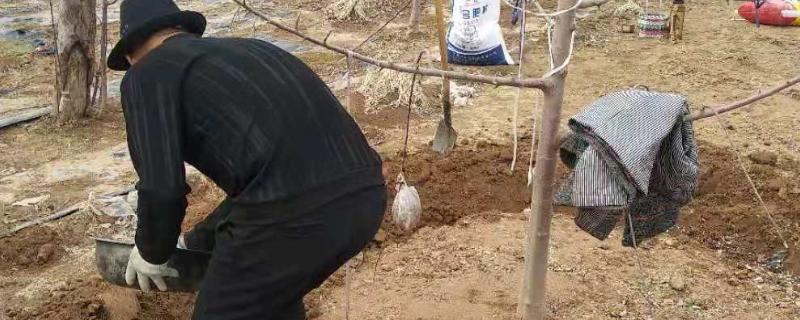 苹果树的施肥方法，盛果时期要注意钾肥的添加