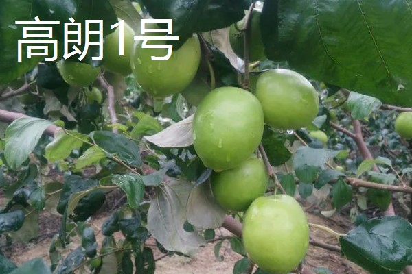 常见的青枣品种介绍，有高朗1号、蜜丝枣等
