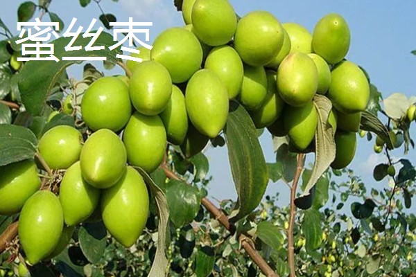 常见的青枣品种介绍，有高朗1号、蜜丝枣等