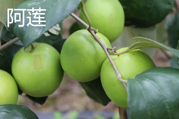 常见的青枣品种介绍，有高朗1号、蜜丝枣等