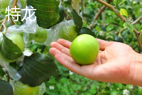 常见的青枣品种介绍，有高朗1号、蜜丝枣等