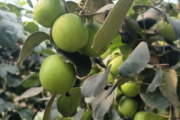 常见的青枣品种介绍，有高朗1号、蜜丝枣等