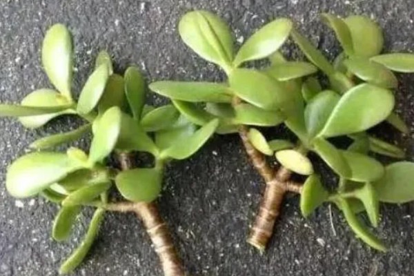 玉树的繁殖方法，可以用扦插法繁殖玉树