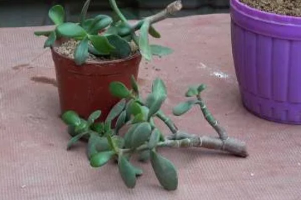 玉树的繁殖方法，可以用扦插法繁殖玉树