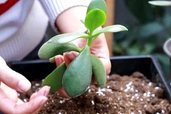 玉树的繁殖方法，可以用扦插法繁殖玉树