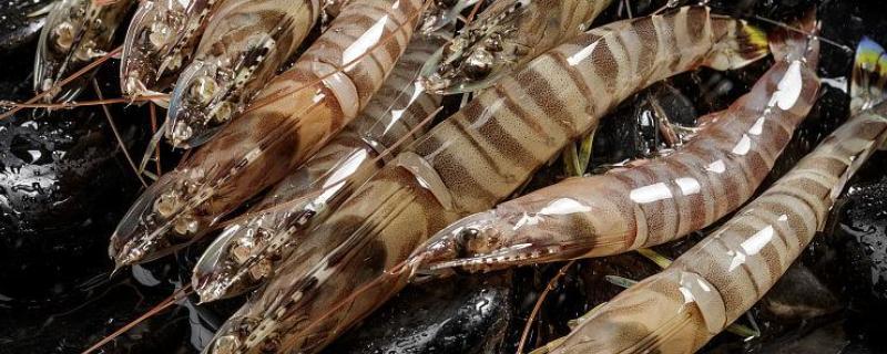 基尾虾的生活环境，栖息在底质为泥沙质的海区