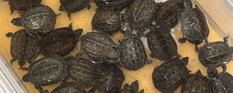 5元的小乌龟会不会长大，是会长大的