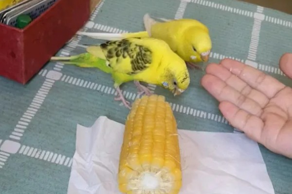 鹦鹉可以吃玉米吗，可以吃玉米