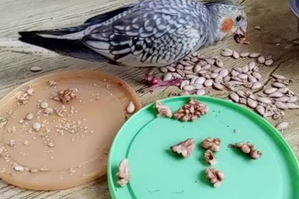 鹦鹉可以吃玉米吗，可以吃玉米