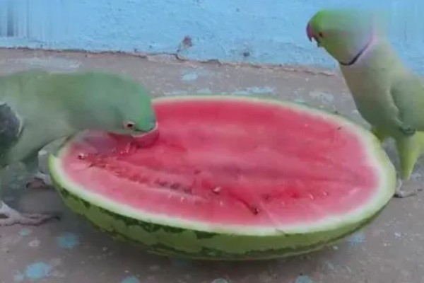 鹦鹉可以吃玉米吗，可以吃玉米