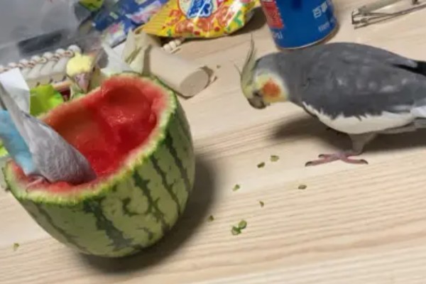 鹦鹉可以吃玉米吗，可以吃玉米