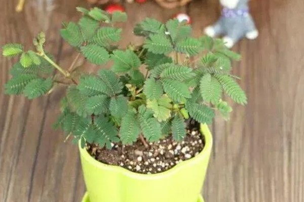 含羞草的生长习性,喜欢生长在湿润潮湿环境中