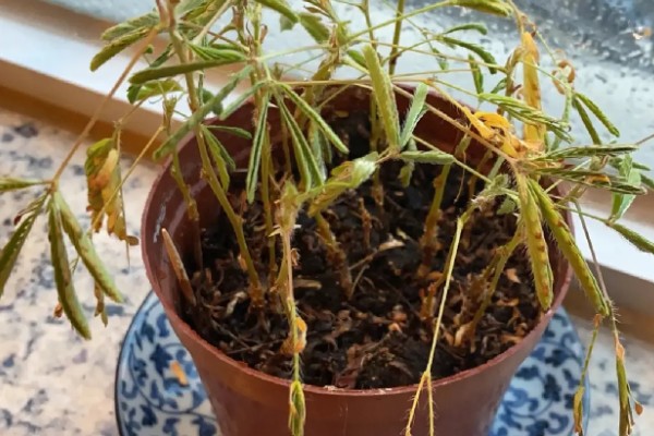 含羞草的生长习性,喜欢生长在湿润潮湿环境中