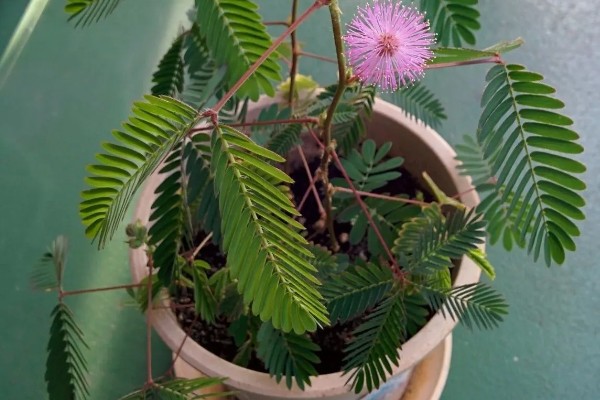 含羞草的生长习性,喜欢生长在湿润潮湿环境中