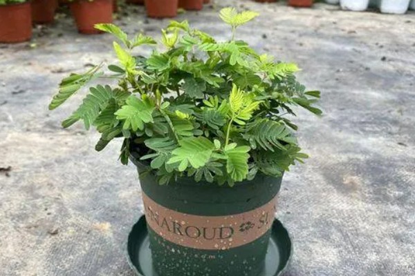 含羞草的生长习性,喜欢生长在湿润潮湿环境中