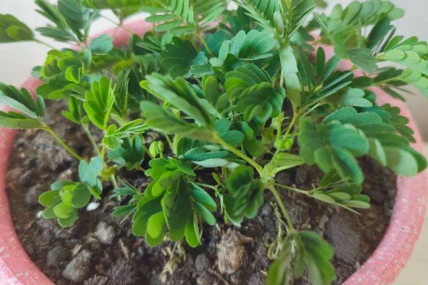 含羞草的生长习性,喜欢生长在湿润潮湿环境中