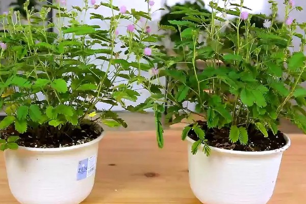 含羞草的生长习性,喜欢生长在湿润潮湿环境中