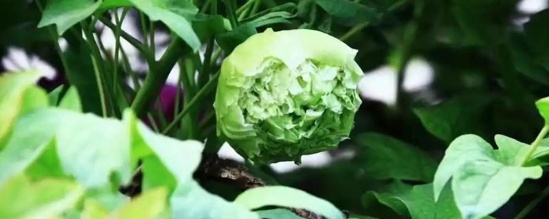 名贵的牡丹花品种大全，有豆绿、二乔等